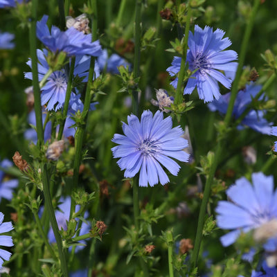 Cichorium Intybus (Chicory Root) in Hangover Helper by Happy Strips – supports digestion and liver health