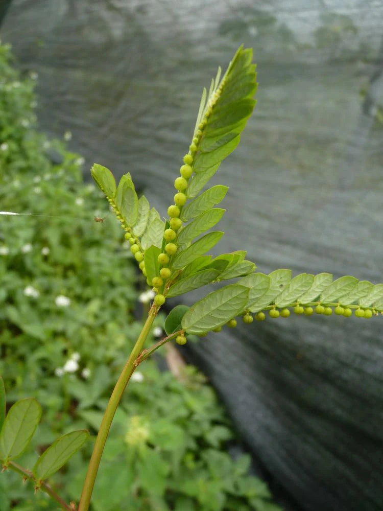 Phyllanthus Niruri: The Liver’s Secret Weapon Inside Hangover Helper