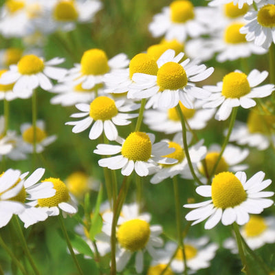 Chamomile in Happy Strips Dream Defender – known for its calming and sleep-enhancing properties