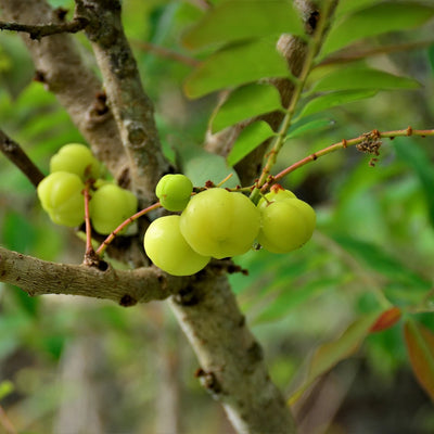 Phyllanthus Emblica (Amla) in Hangover Helper by Happy Strips – rich in Vitamin C and powerful antioxidant